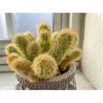 Organic Ornamental Plant